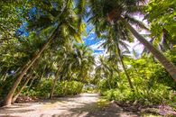Explore a serene dirt road flanked by coconut palms under a vibrant blue sky in the Maldives.