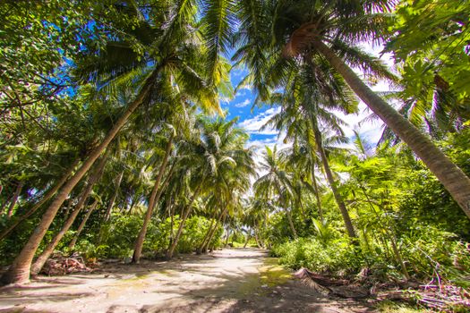 Explore a serene dirt road flanked by coconut palms under a vibrant blue sky in the Maldives.