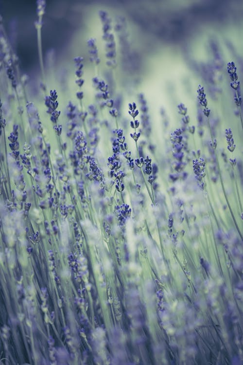 Základová fotografie zdarma na téma aromaterapie, barva, bylinka