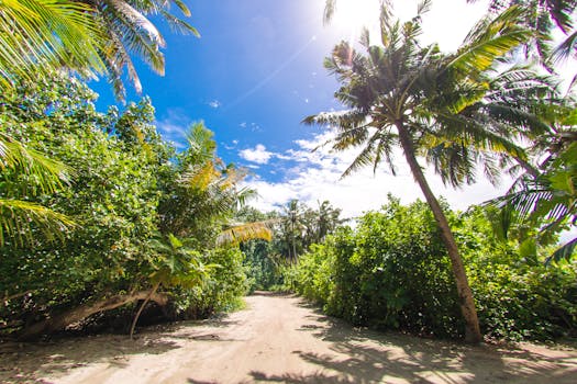 在马尔代夫明亮的蓝天下，一条热带小路宁静地延伸，两旁种满了郁郁葱葱的棕榈树