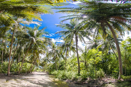 在马尔代夫阳光明媚的日子里，探索一条风景优美、两旁棕榈树生机盎然的小路