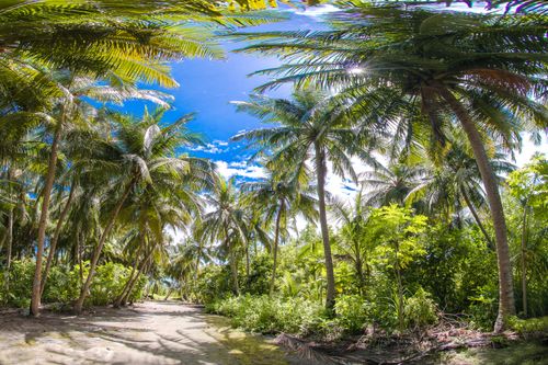Free Explore a scenic pathway surrounded by vibrant palm trees on a sunny Maldives day. Stock Photo