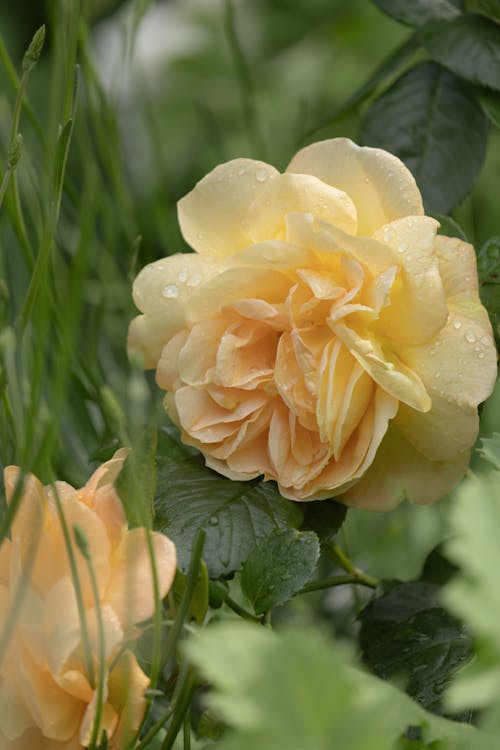 gardenrose, イエローオレンジ, ブルーミングの無料の写真素材