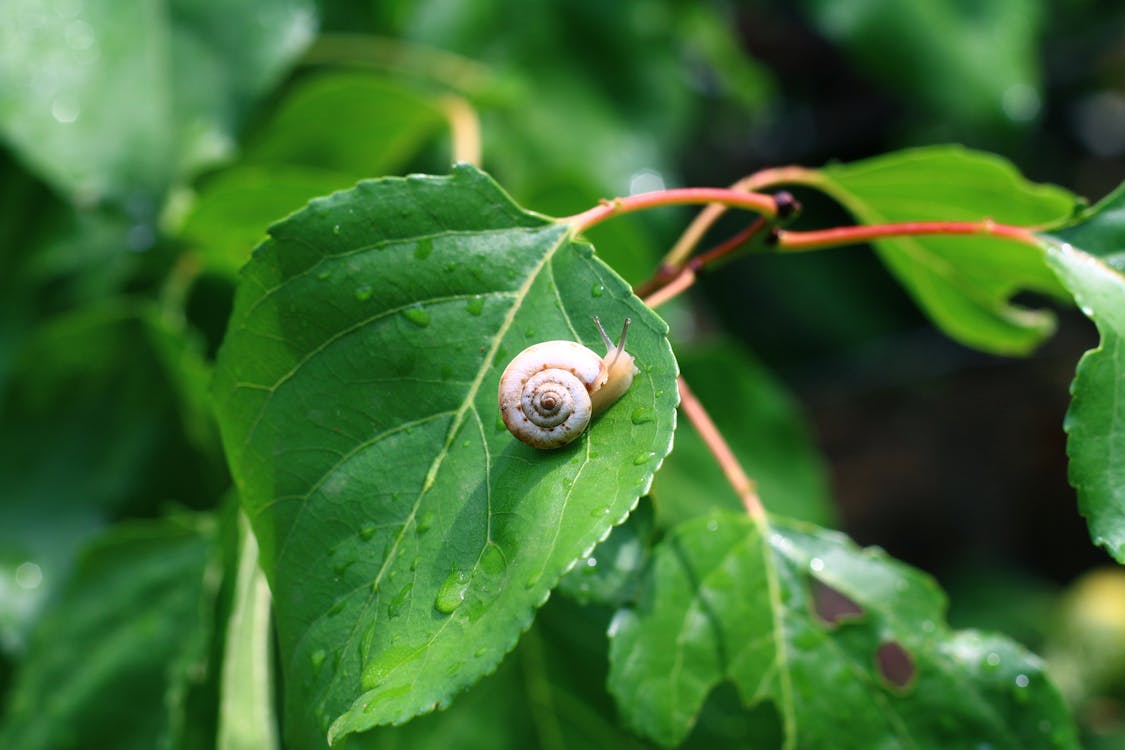Free stock photo of drops, leaf, snail Stock Photo