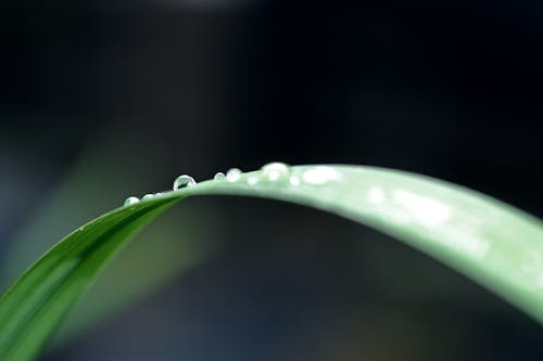 Free Close-up of Water Drop on Leaf Stock Photo