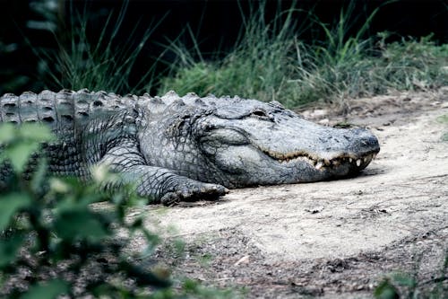Free View of Crocodile Stock Photo