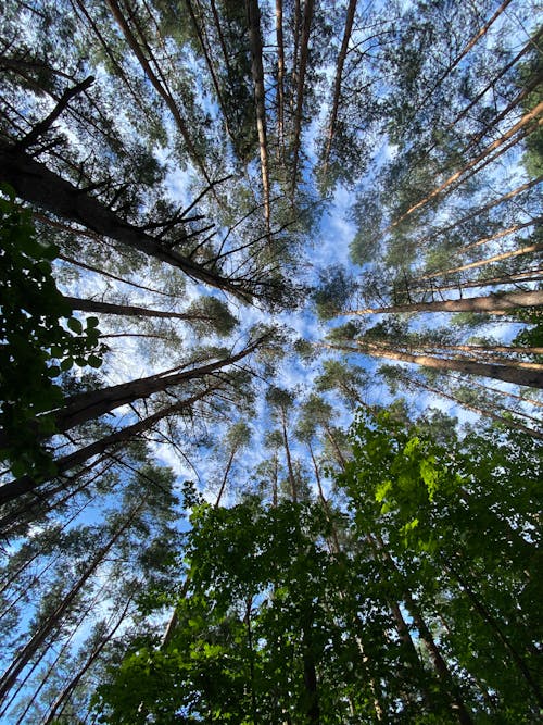 Photos gratuites de arbre, aube, bois