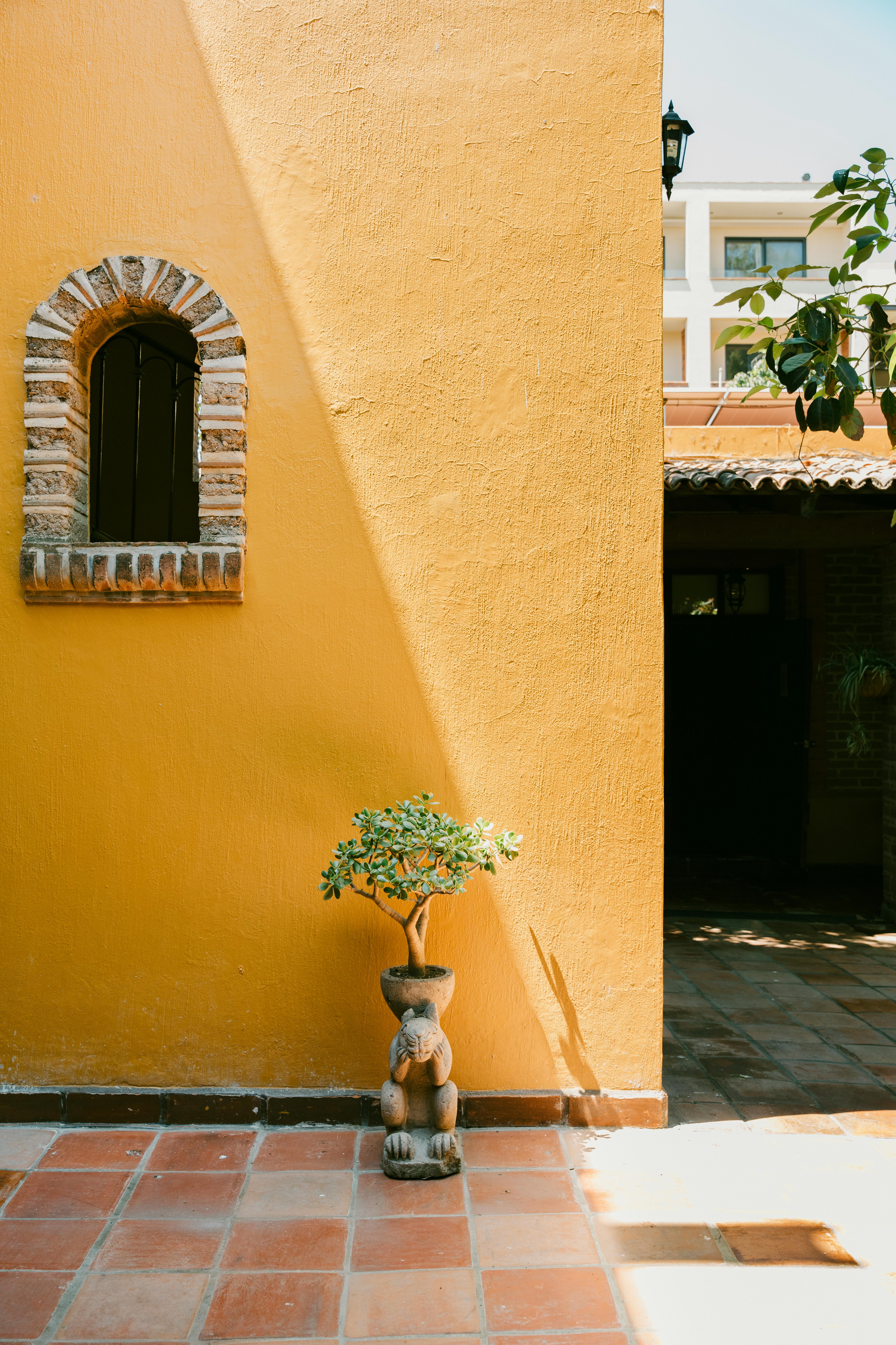Bright yellow wall with a window and potted plant casting shadows in sunlight.