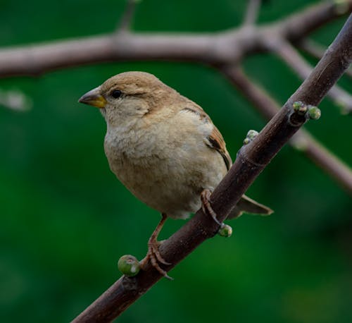 sparrow 