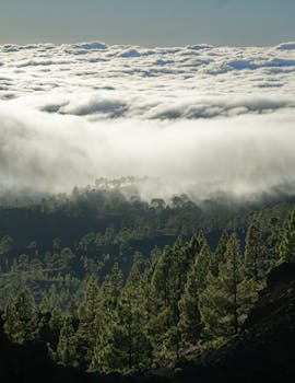 Scenic forest landscape with lush trees and dramatic cloud cover creating a mystical atmosphere.
