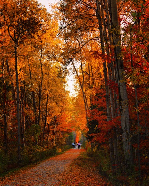 A road in the woods with trees in the fall