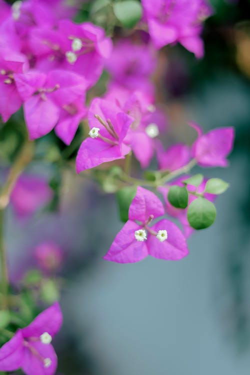 Immagine gratuita di bel fiore, fiore rosa, rosa pastello