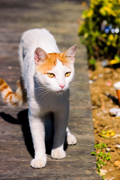 A white and orange cat walking on a wooden walkway