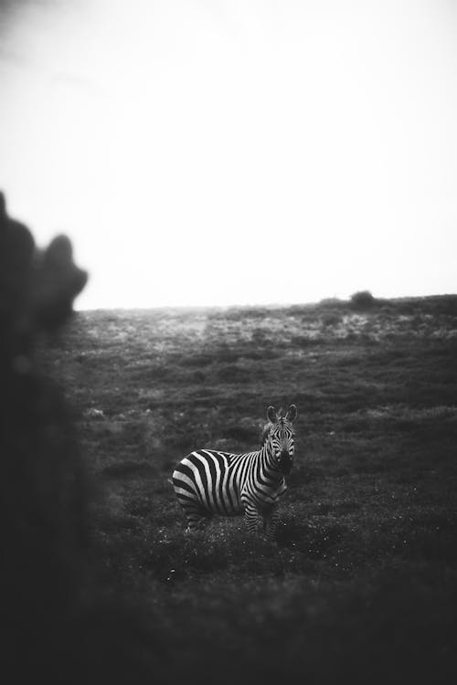 Immagine gratuita di bianco e nero, focus selettivo, fotografia di animali