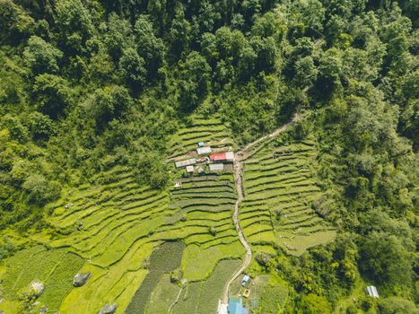 Chitwan jungle safari for rhinos — Nepal