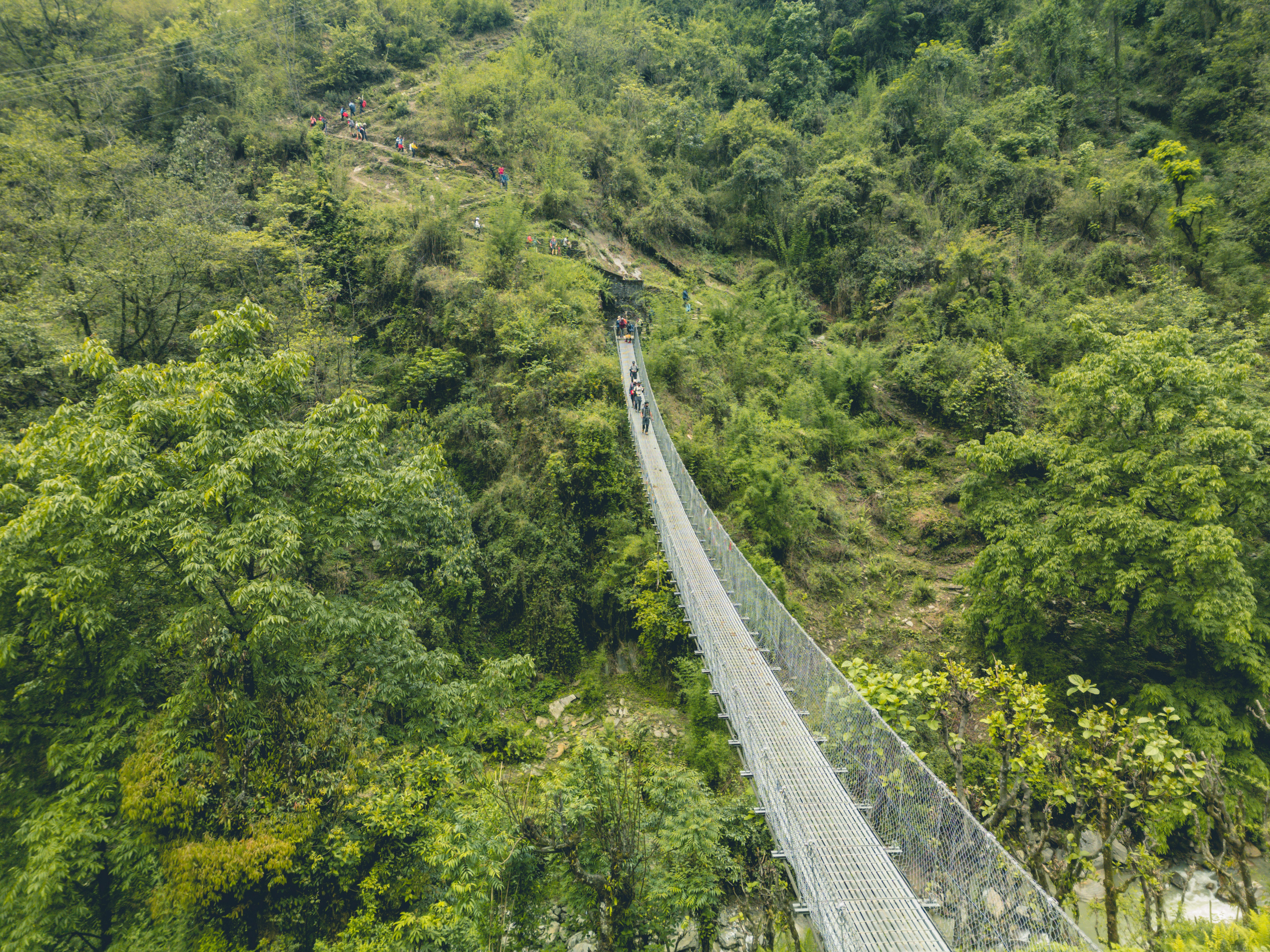 A suspension bridge over a lush green forest · Free Stock Photo