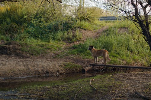 A dog is standing on a log in a stream