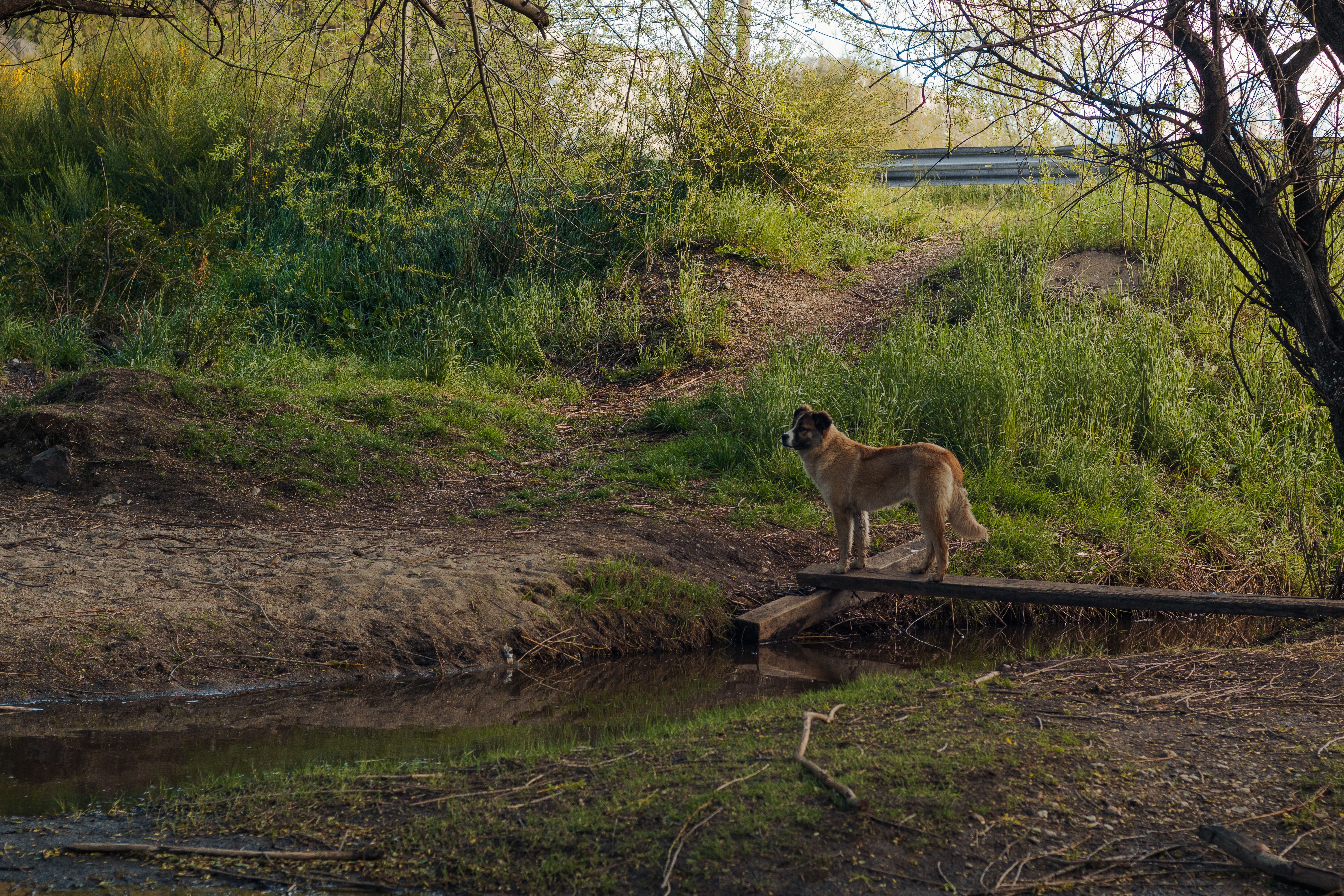Dog Standing on Plank over Stream · Free Stock Photo