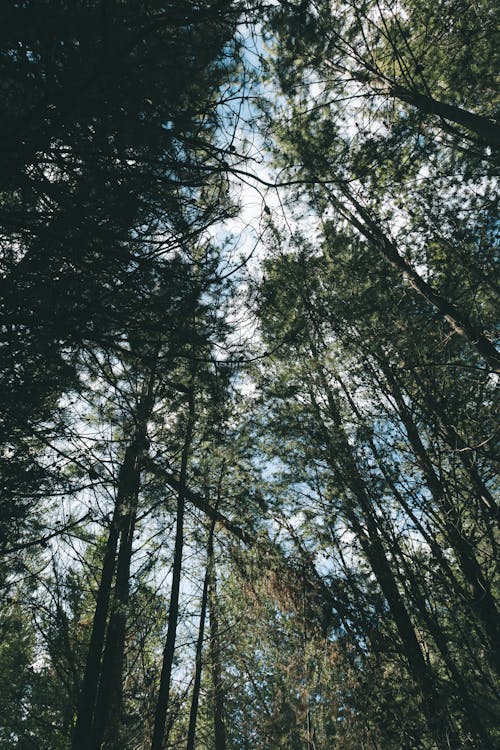 A photo of a forest with trees and sky