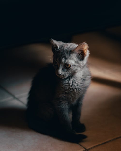 A gray kitten sitting on the floor looking at the camera