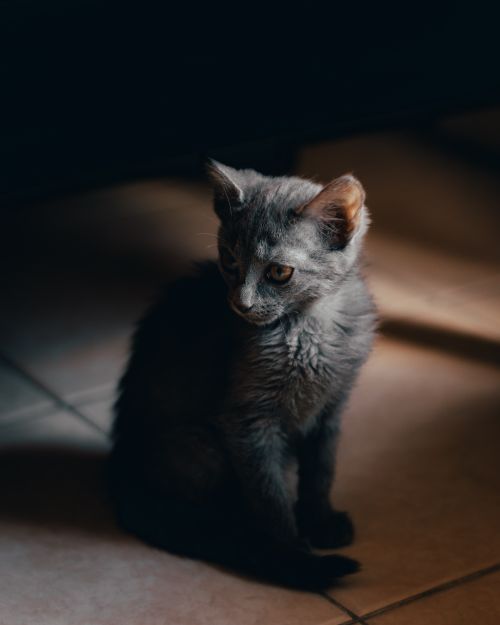 Free A cute gray kitten sitting on a tiled floor with soft lighting casting shadows. Stock Photo