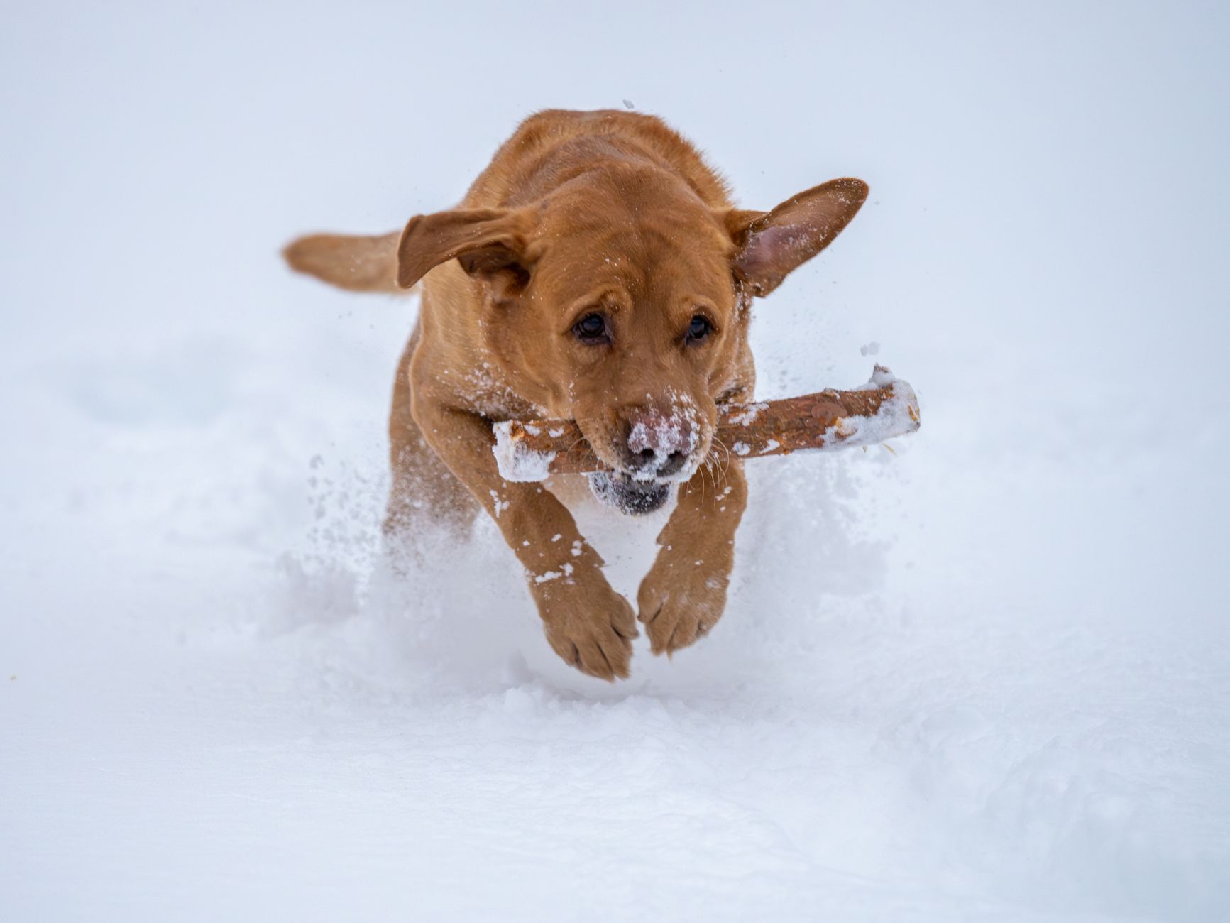 Behavioral Nuances: Sensitivity vs. Exuberance