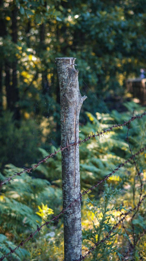 Photos gratuites de arbre, aube, automne