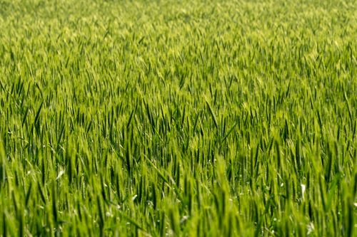 Free Vibrant green wheat field with selective focus, depicting the essence of agriculture and nature. Stock Photo