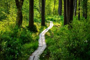 Hiker on a forest trail — photo by Lorenzo Manera on Pexels