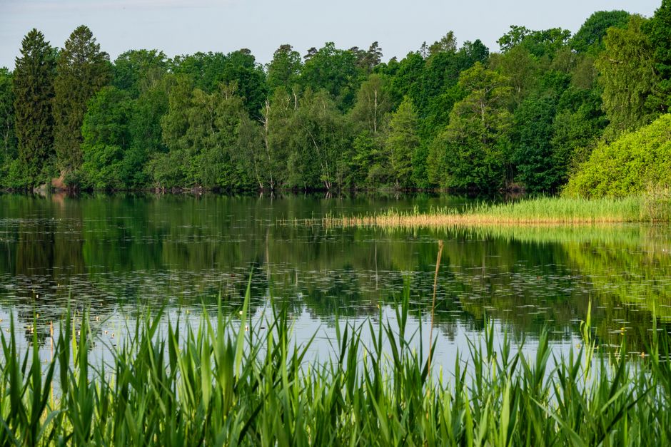 Fotomural Paisaje pacífico de un lago que refleja un bosque verde y hierba en verano.