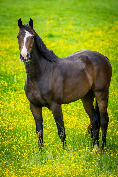 Free A beautiful horse stands gracefully in a vibrant field of yellow flowers, evoking a sense of tranquility and natural beauty. Stock Photo