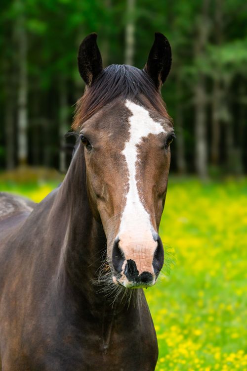 Free A vibrant portrait of a brown horse with a white blaze, surrounded by a yellow flower meadow. Stock Photo
