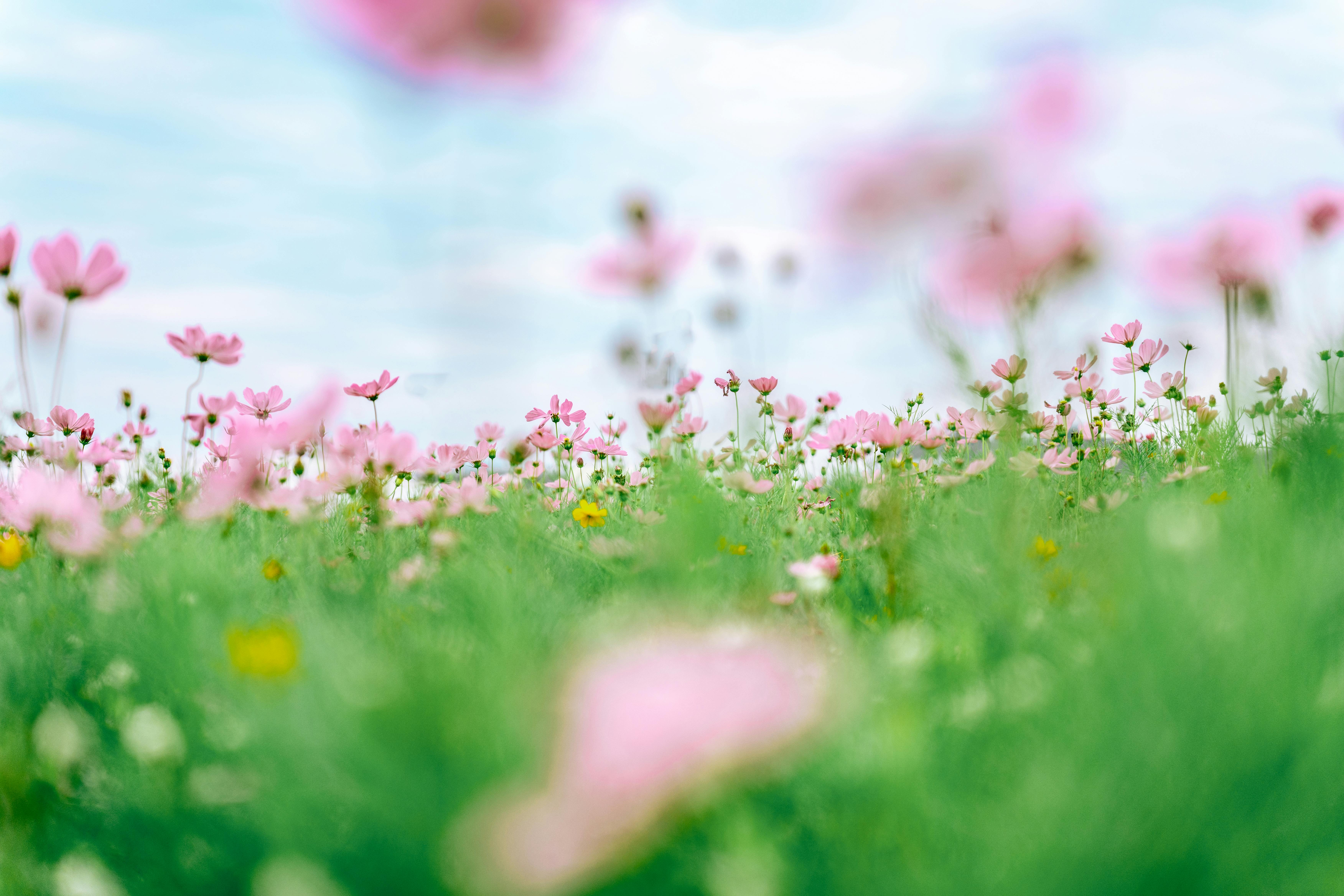 A vibrant field of pink wildflowers blooming in a sunny spring meadow.