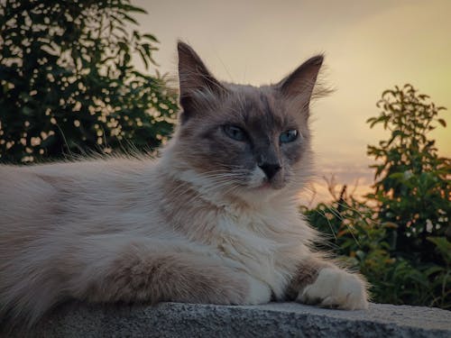 Бесплатное стоковое фото с atardecer, tranquille, бирманский кот