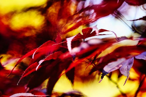 bright red leaves