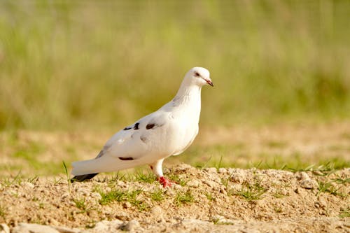 Foto stok gratis bangsa burung, binatang, burung