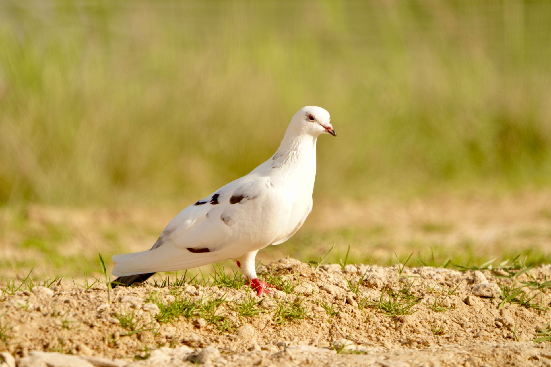 A close-up of a white pigeon walking on sandy ground, captured in natural daylight.