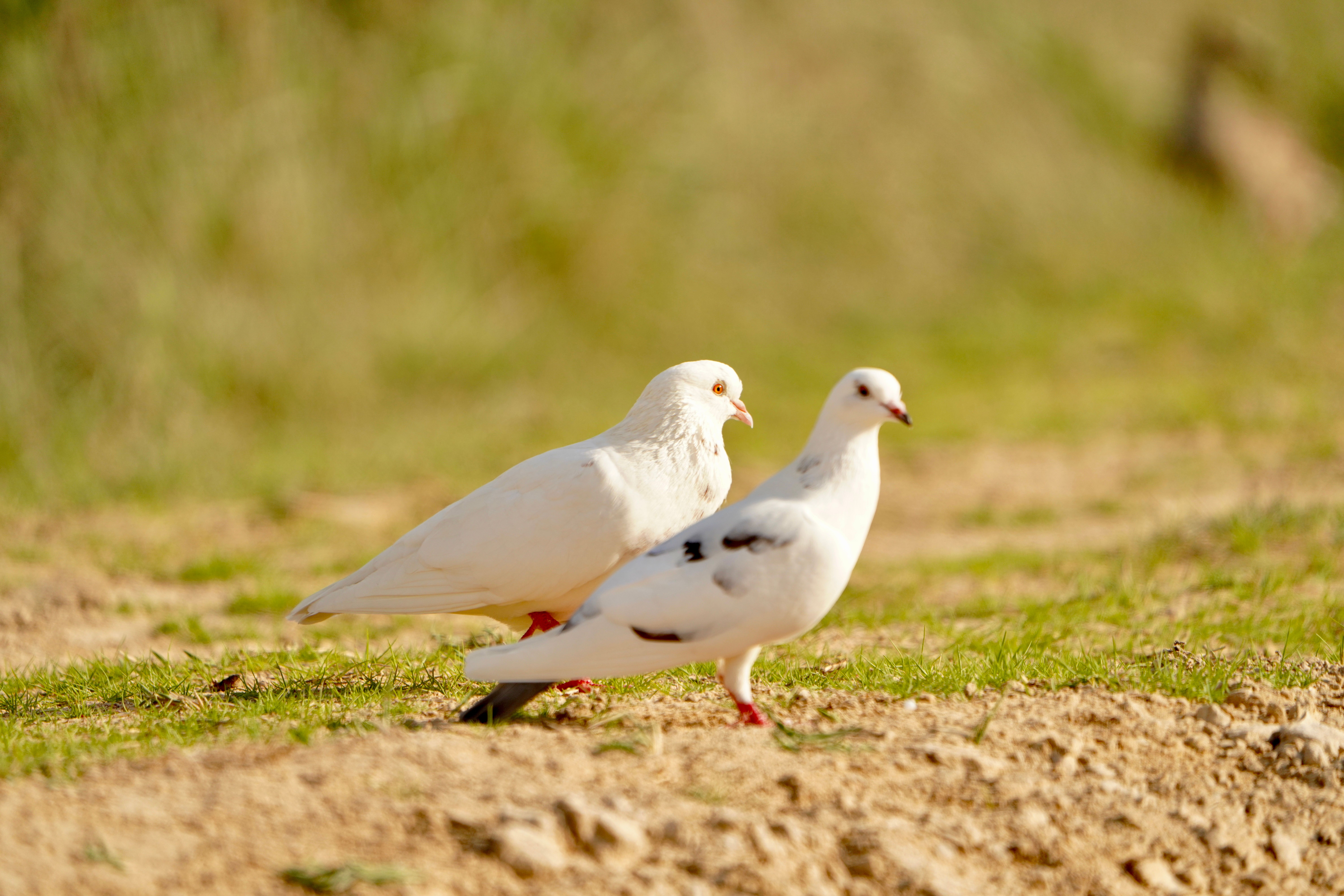 Two white pigeons strolling on grassy field under sunlight, close-up view.