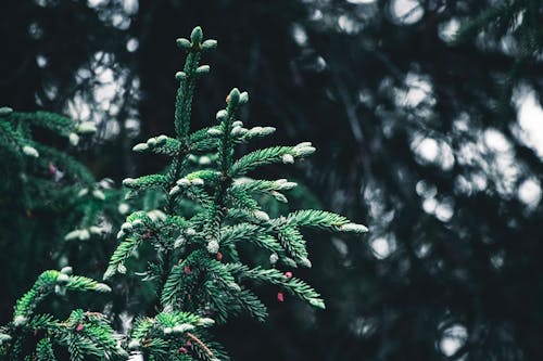 Fotobanka s bezplatnými fotkami na tému borovica, cestný výlet, chatka