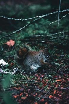 A squirrel foraging on the forest floor in Gaspé, Quebec, showcasing nature's beauty and wildlife.