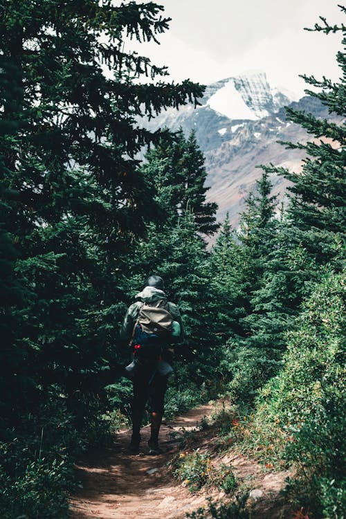 Безкоштовне стокове фото на тему «вершина гори, відпочинок, вічнозелений»