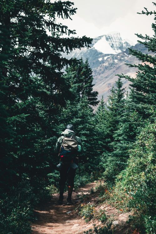 Free Exploring the lush forest trails of Jasper National Park, Alberta, Canada. Stock Photo
