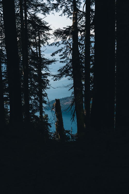 Δωρεάν στοκ φωτογραφιών με roadtrip, sequoia, άγριος