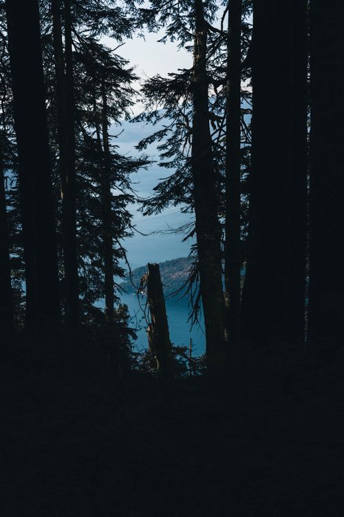Free A tranquil view through evergreen trees overlooking a lake in Vancouver, exuding a serene nature vibe. Stock Photo