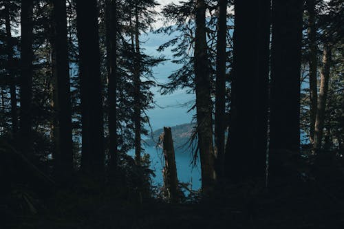 Безкоштовне стокове фото на тему «вершина гори, вічнозелений, гори»