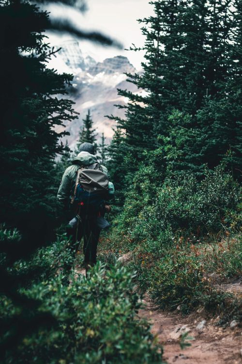 Free Explore the serene beauty of Jasper forest with a lone hiker on a scenic mountain trail. Stock Photo