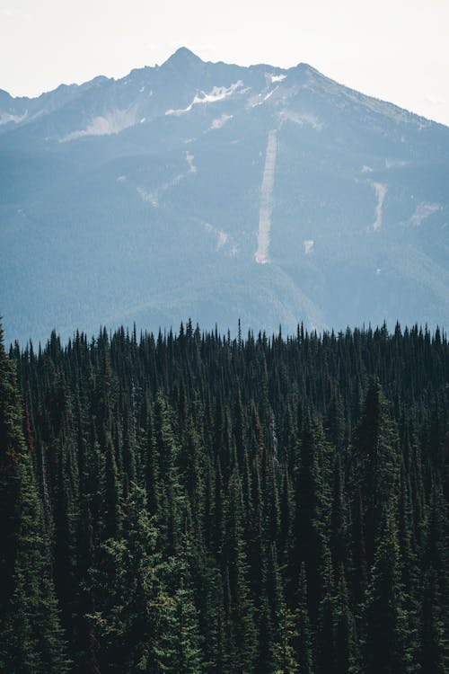 Безкоштовне стокове фото на тему «вершина гори, вічнозелений, гора»