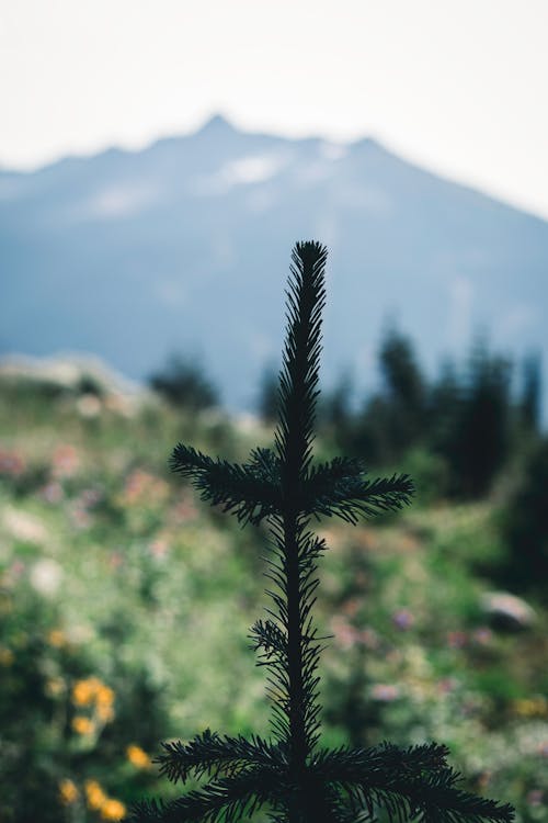 Безкоштовне стокове фото на тему «вершина гори, вічнозелений, голка»