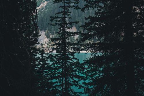 Free Lush pine trees framing a turquoise lake in Banff National Park, Canada. Stock Photo