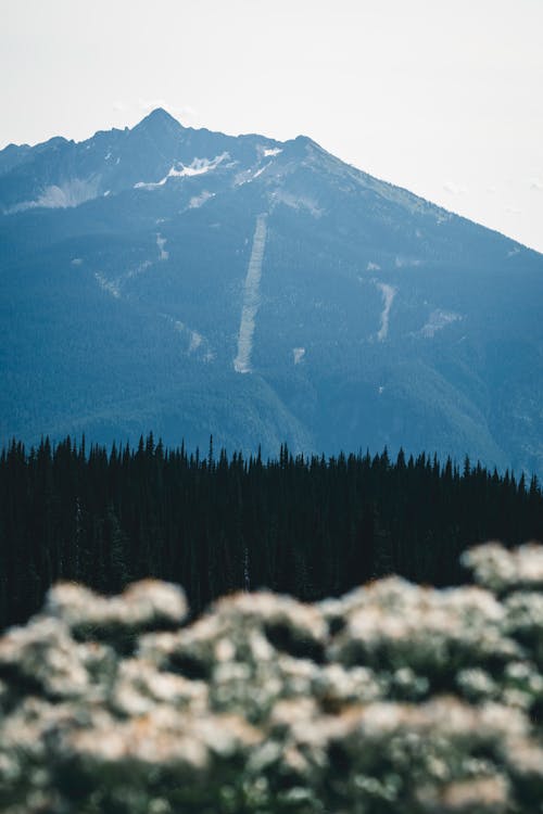 Безкоштовне стокове фото на тему «вершина гори, вічнозелений, Вулкан»